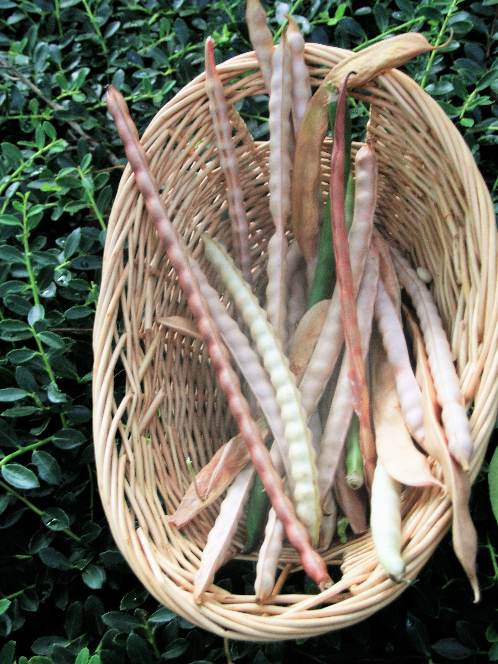 Mississippi Silver Hull Cowpea Brown Crowder Seeds Non GMO Etsy