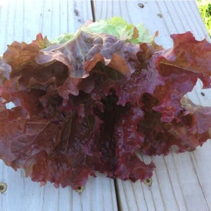 Rubinrote Kopfsalat Samen Non GMO Heirloom Rouge Bronze Lose Blatt Romaine Garten Gemüse Spinat Grüner Salat Samen 2024 Schnelle Lieferung Bild 3