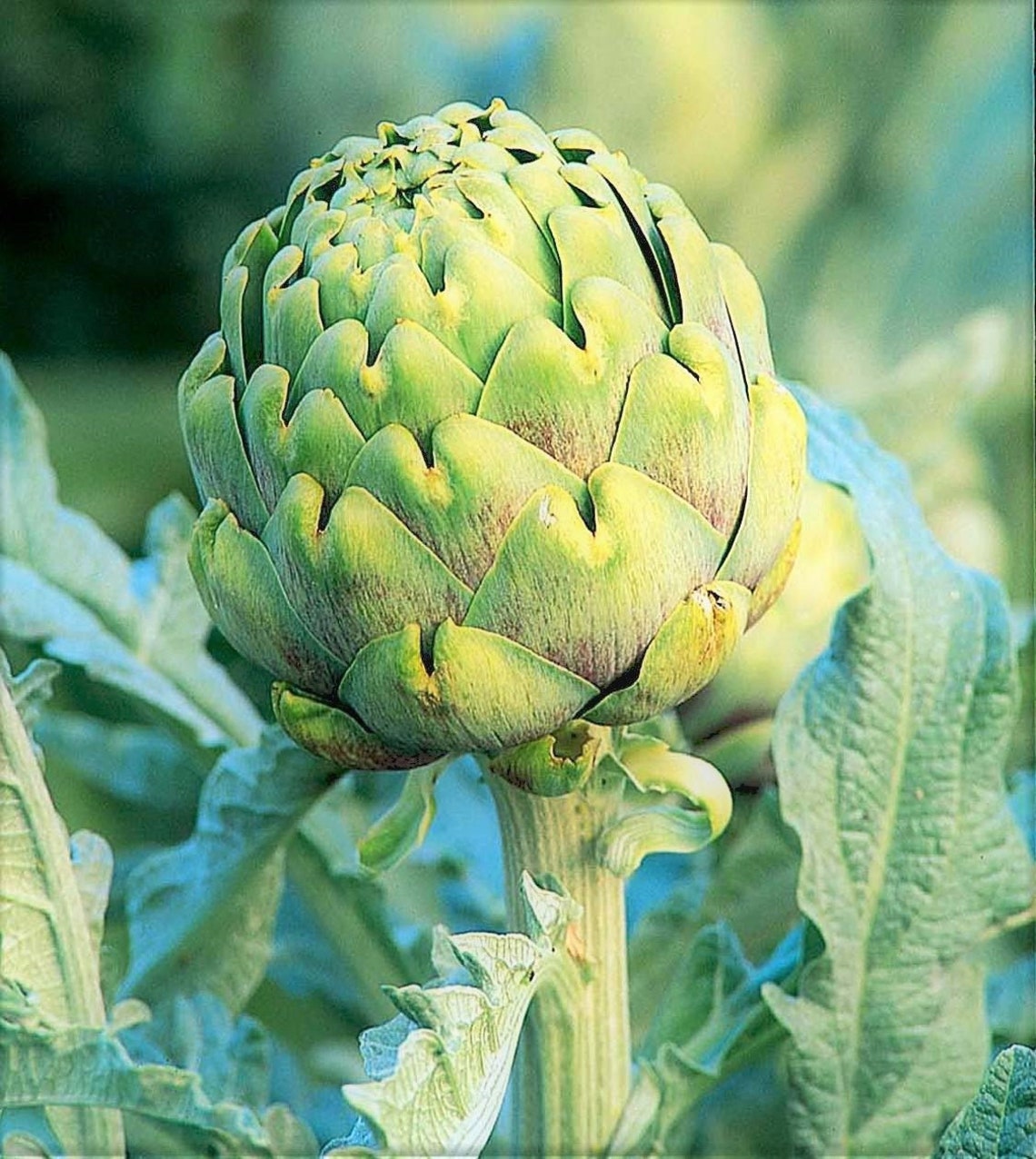 Green Globe Artichoke Seeds Cynara Scolymus Italian Etsy