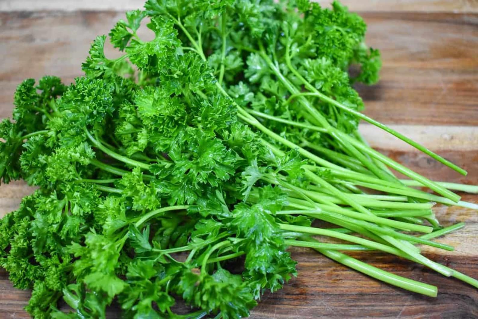 Triple Moss Curled Parsley Seeds Curly Leaf Parsley Herb Etsy