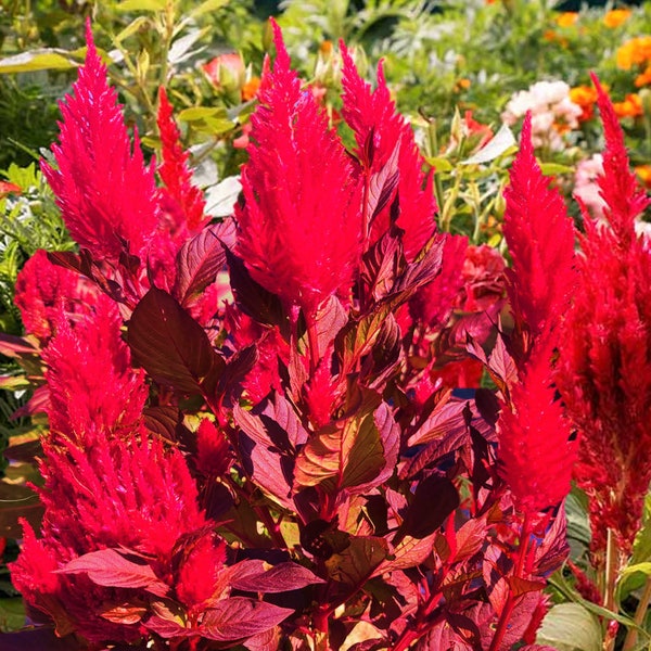 Scarlet Plume Celosia Seeds | Red Argentea Plumosa Cockscomb Cox Comb Forest Fire New Look Garden Flower Seed For 2024 Season Fast Shipping