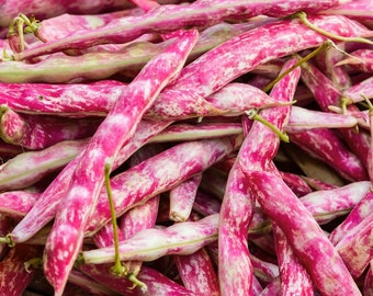 Pink Cranberry Bean Seeds (Dwarf Taylor Horticultural) | Heirloom Italian Borlotti Pinto Broad Beans Vegetable Seeds New 2024 Fast Shipping