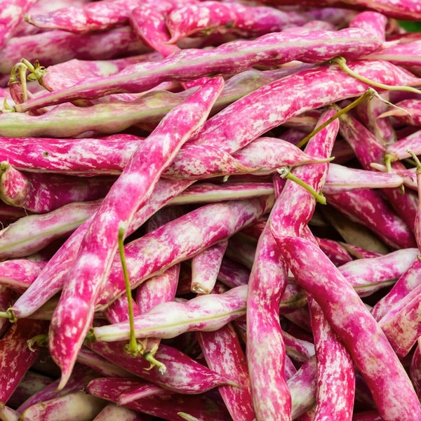 Pink Cranberry Bean Seeds (Dwarf Taylor Horticultural) | Heirloom Italian Borlotti Pinto Broad Beans Vegetable Seeds New 2024 Fast Shipping