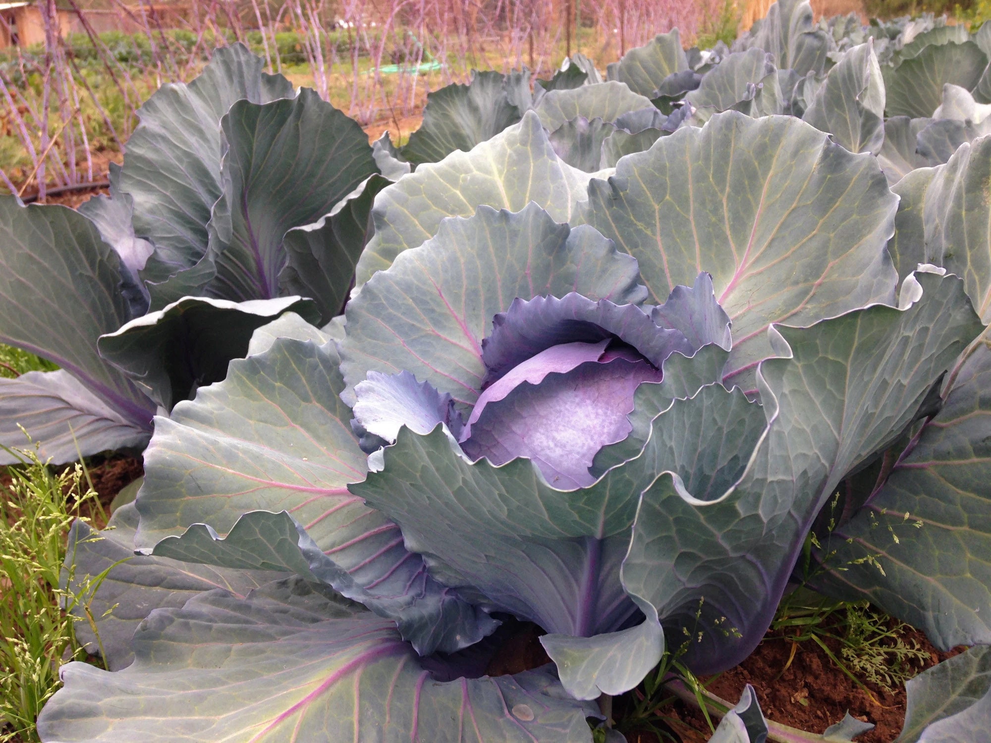 Red Cabbage Seeds USA Red Acre Organic Slaw Vegetable Garden Etsy