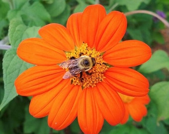 Mexican Sunflower Seeds | Non GMO Heirloom USA Red Orange Sun Flower Tithonia Plant Wildflower Garden Plant Seed Live For 2024 Fast Shipping
