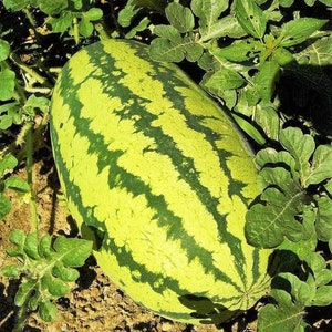 Jubilee Watermelon Seeds | Green Striped Pink Red Watermelons Giant Sweet Crimson Melon Heirloom Fruit Seed Fresh 2024 Season Fast Shipping