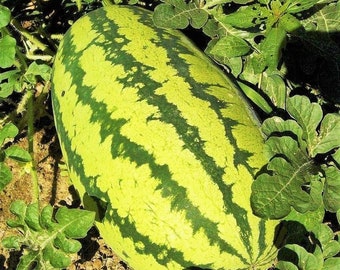 Jubilee Watermelon Seeds | Green Striped Pink Red Watermelons Giant Sweet Crimson Melon Heirloom Fruit Seed Fresh 2024 Season Fast Shipping