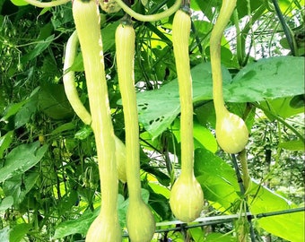 Tromboncino Squash Seeds | Italian Zuchetta Rampicante Zucchini Cucuzza Cucuzzi Snake Bottle Gourd Vegetable Seed 2024 Fast Shipping