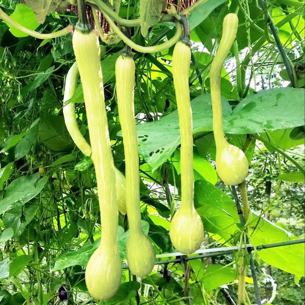 Tromboncino Squash Seeds | Italian Zuchetta Rampicante Zucchini Cucuzza Cucuzzi Snake Bottle Gourd Vegetable Seed 2024 Fast Shipping