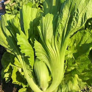 Da Ping Pu Chinese Mustard Greens Seeds | Small Head Bao Sin Haam Choy Stem Cabbage 芥菜 Asian Vegetable Seed For 2024 Season Fast Shipping