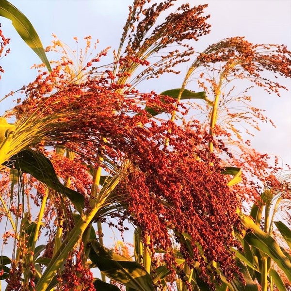Red Broom Corn Seeds | Sorghum Bicolor Red Mixed Colors Millet Giant Fall Decoration Garden Flower Grain Seed For 2024 Season Fast Shipping