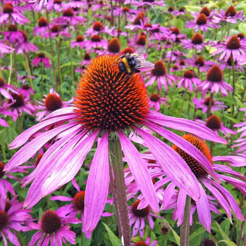 Purple Coneflower Seeds USA Perennial Garden Flower Hedgehog Etsy