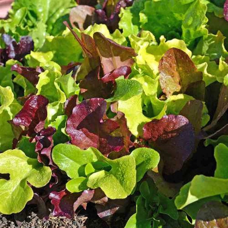 Gourmet Mix Salat Grüne Samen Garten Gemüse Frühling Mix