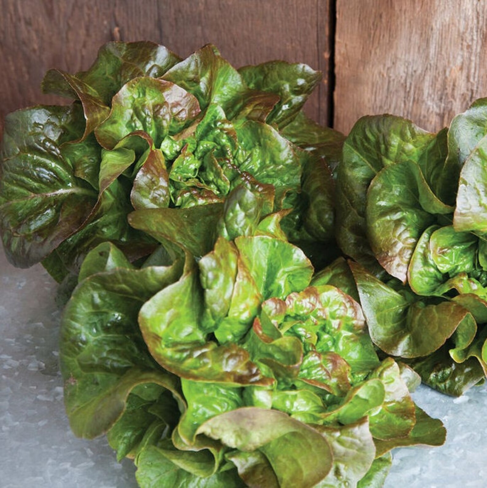 Bronze Butterhead Lettuce Seeds Lactuca Sativa Etsy