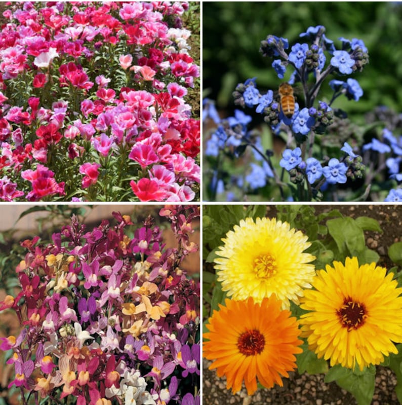 Birds, Bees, Butterflies Pollinator Mix Flower Seeds 22 Species Variety Fragrant Color Annual Perennial Flowers Seed 2024 Fast Shipping image 4