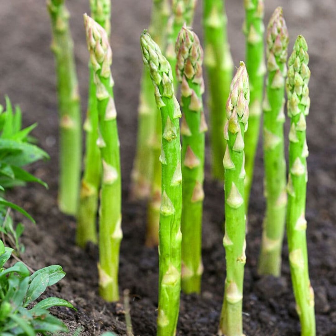 Mary Washington Asparagus Seeds Perennial Cold Hardy Non GMO Heirloom