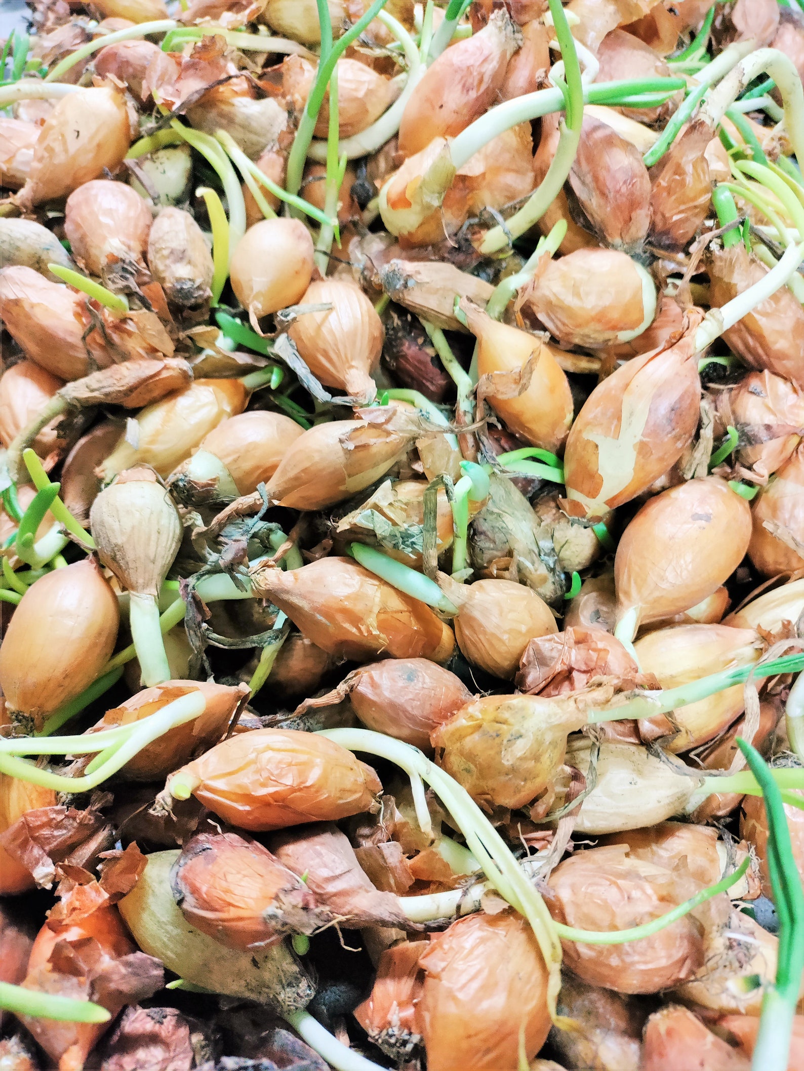 Super Sweet Candy Onion Sets bulbs Yellow Vidalia Onions Etsy