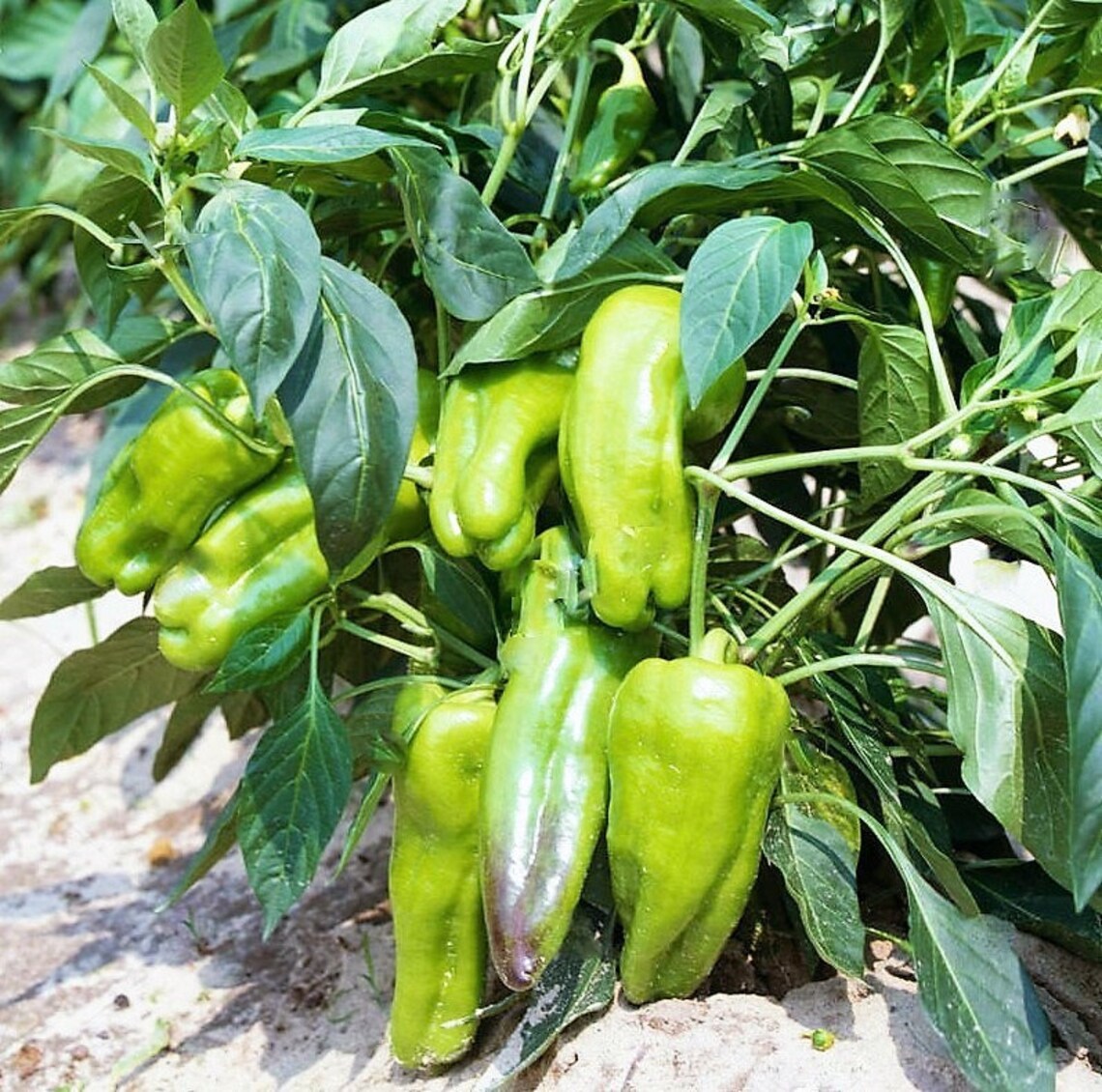 Cubanelle Sweet Pepper Seeds Organic Non GMO Heirloom USA Etsy