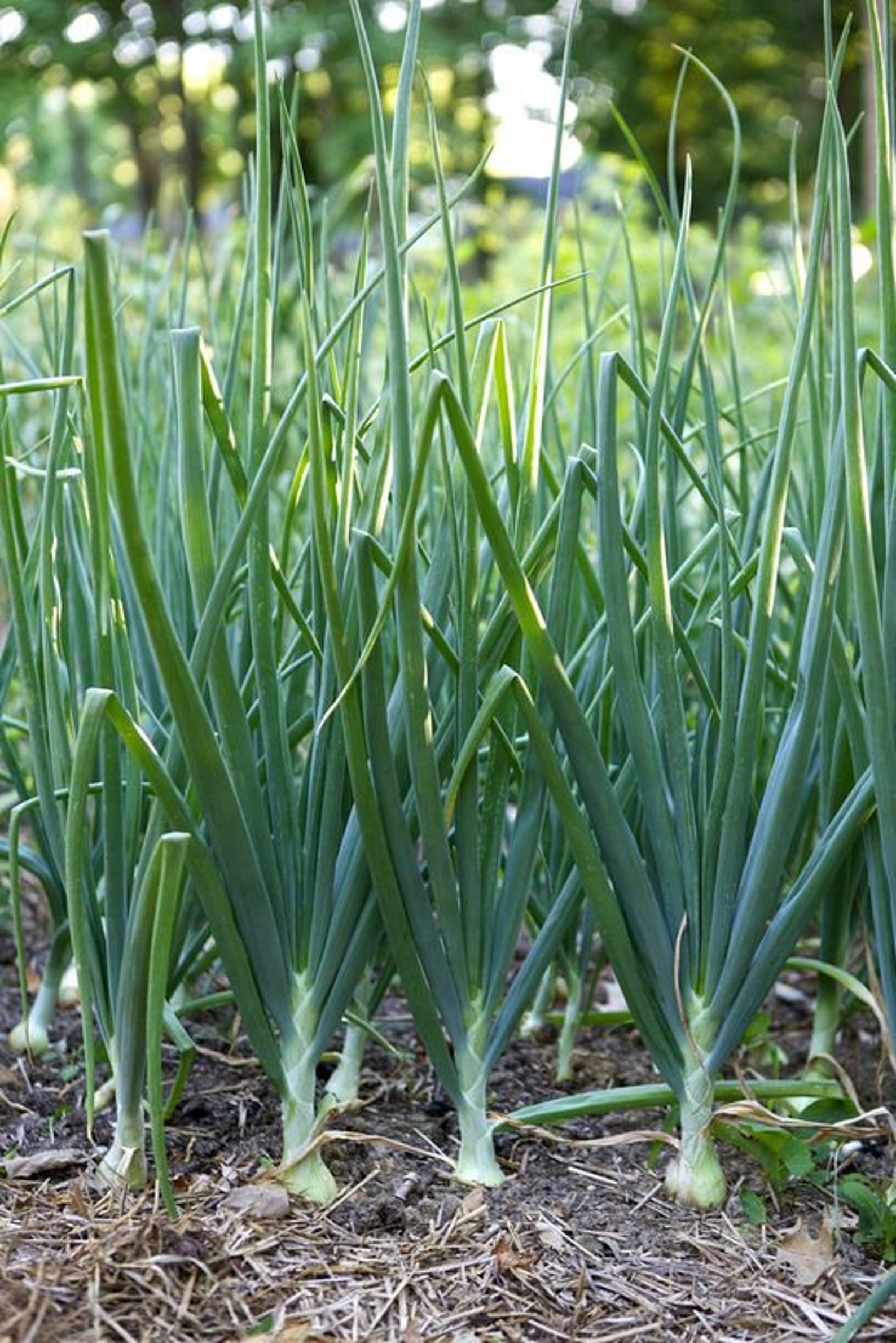 Scallion Green Onion Seeds USA Asian Vegetable Garden Bunching Etsy