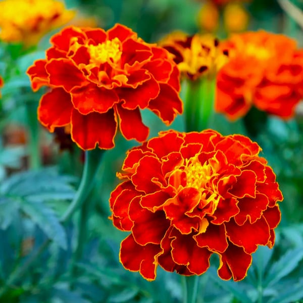 Red Cherry French Marigold Seeds | Tagetes Patulas Dwarf Pot Ruby Sunset Sparky Mix Daisy Garden Flower Seed For 2024 Season Fast Shipping
