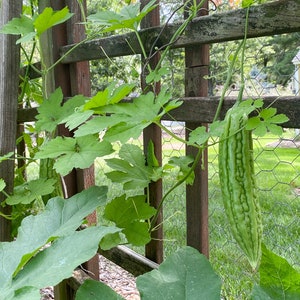 Green Skin Bitter Melon Seeds Bitter Gourd Indian Karela Squash Chinese FuGua Garden US Asian Vegetable Seed For 2024 Season Free Shipping image 2