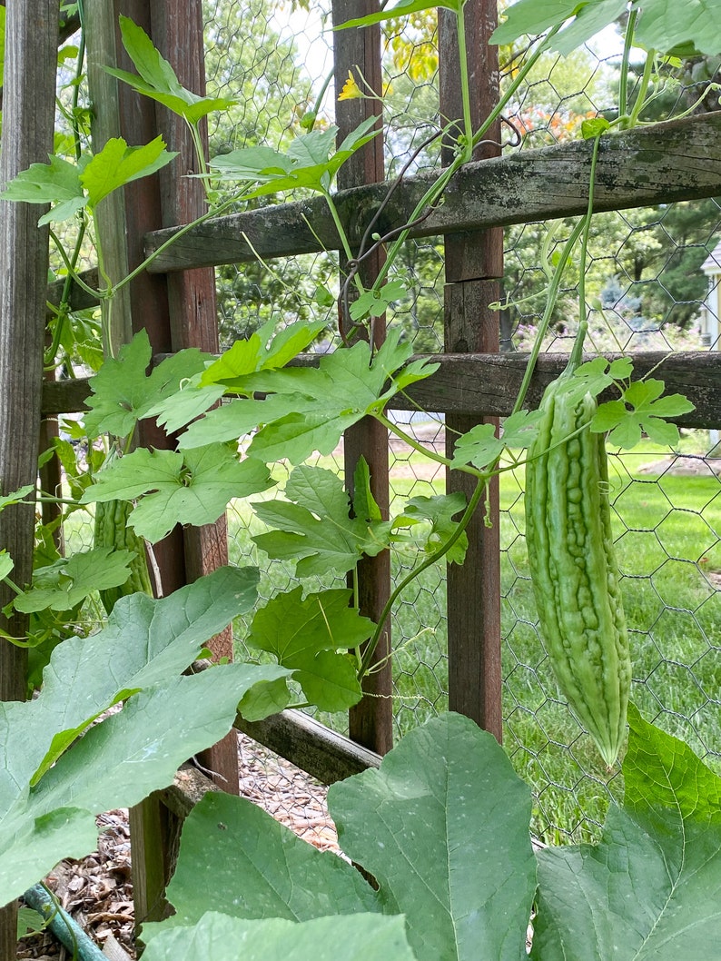 Green Skin Bitter Melon Seeds Bitter Gourd Indian Karela Squash Chinese FuGua Garden US Asian Vegetable Seed For 2024 Season Free Shipping image 2