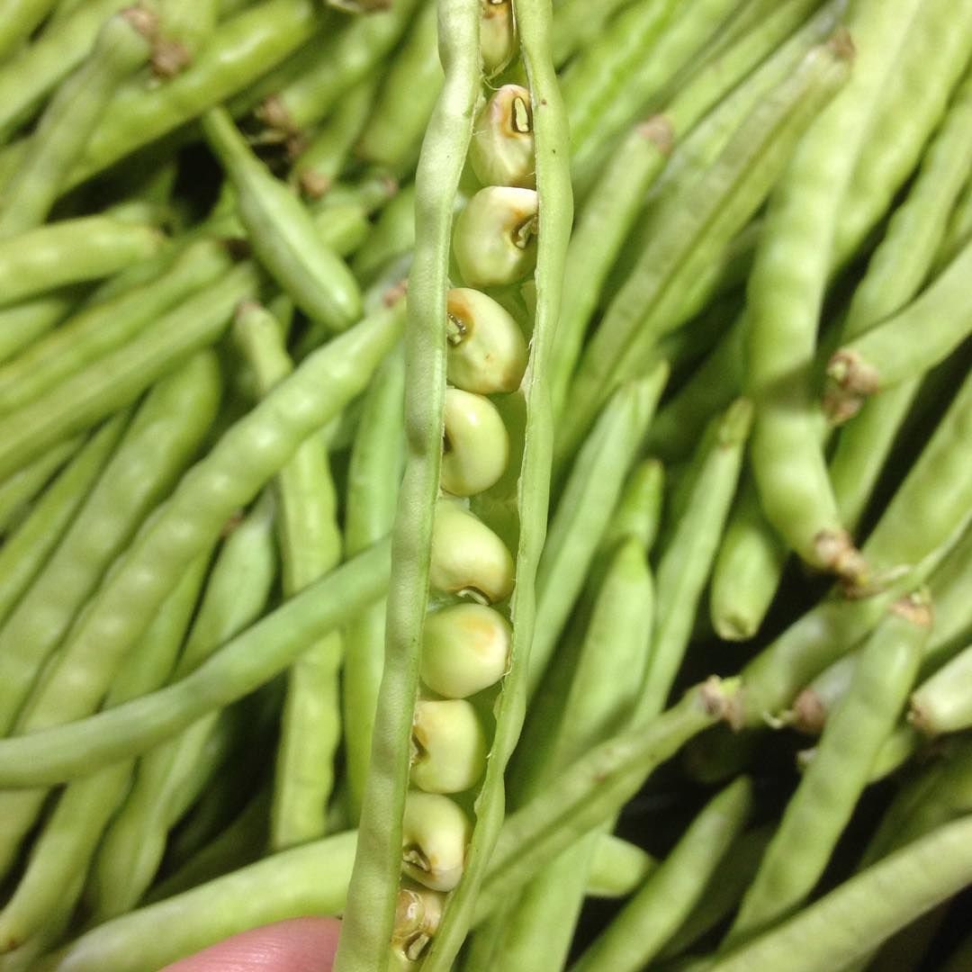 Mississippi Silver Hull Cowpea Seeds Brown Crowder Cow Pea Etsy