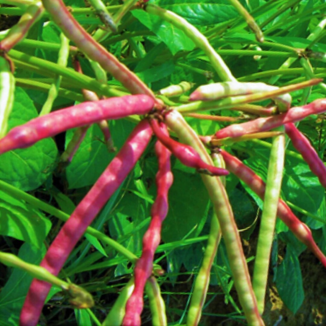 Mississippi Purple Cowpea Seeds Purplehull Brown Crowder Cow Pea