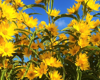 Maximilian Sunflower Seeds | Prairie Sun Flower Yellow Perennial Wildflower Drought Tolerant Deer Resistant Tall Seed For 2024 Fast Shipping