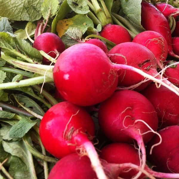 Crimson Giant Radish Seeds | Raphanus sativus Big Round Red Radishes Champion Cherry German Daikon Vegetable Seed For 2024 Fast Shipping