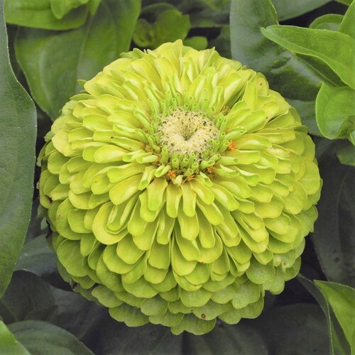 Coral Beauty Zinnia Seeds Non GMO Heirloom USA Garden Giant Etsy