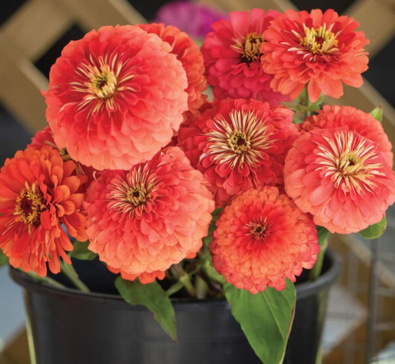Coral Beauty Zinnia Seeds Non GMO Heirloom USA Garden Giant Etsy