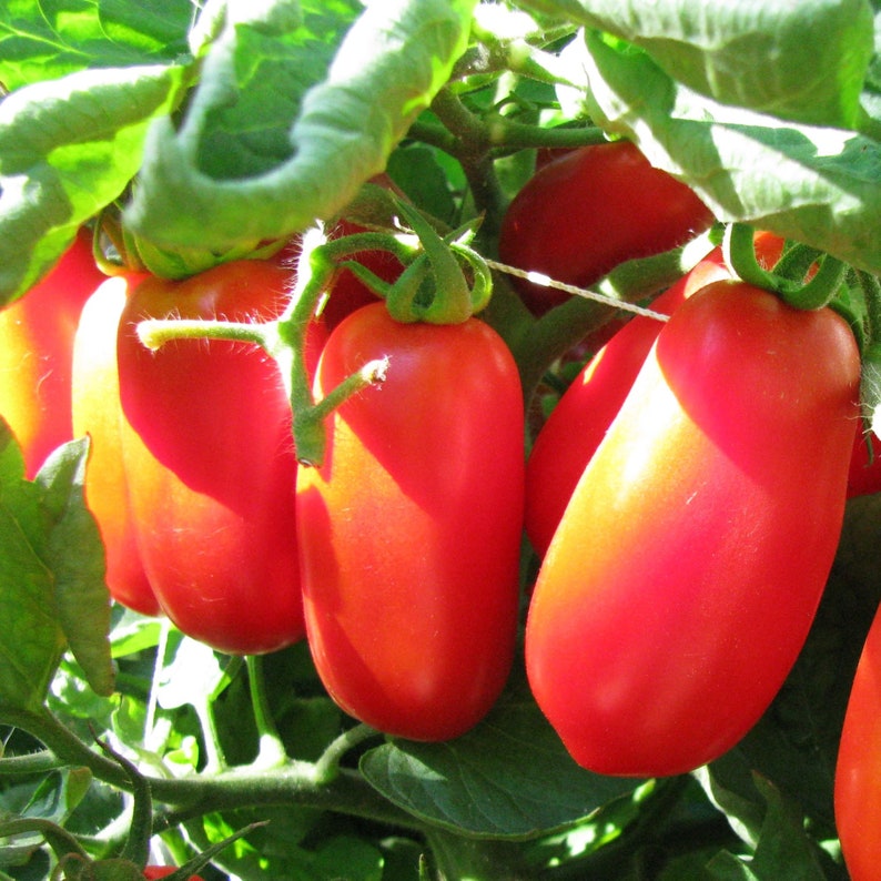 San Marzano Tomato Seeds Indeterminate Italian Plum Tomatoes Etsy San Marzano Tomato Seeds Indeterminate Italian Plum Tomatoes Etsy