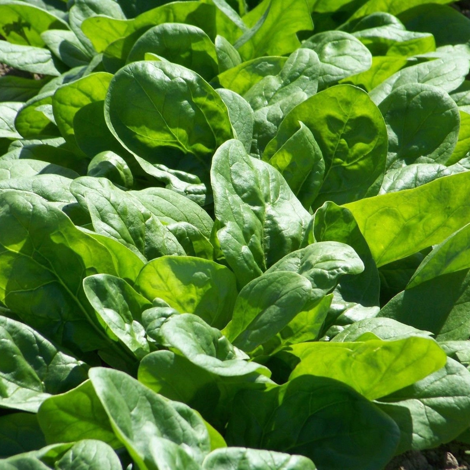 Bloomsdale Spinach Seeds for Growing Gardening Green Etsy