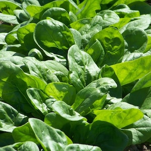 Bloomsdale Spinach Seeds | For Growing Gardening Green Vegetable Plant Malabar Leaf Kale Lettuce Cabbage Seed Non GMO for 2024 Fast Shipping