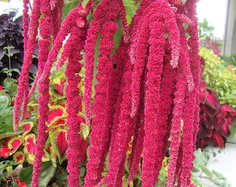 Liebe liegt blutende Samen | Non-GMOs Zierpflanze Tropischer Amaranthus Blumenblatt Rosa Rot Lila Gemüse Kräutersamen 2024 Schneller Versand