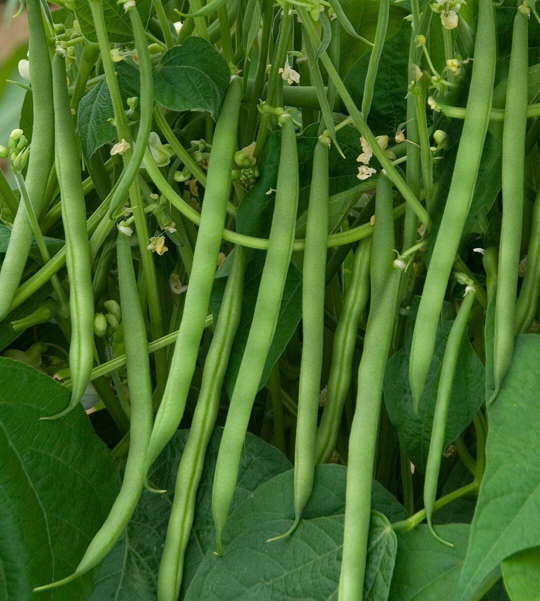 Contender Green Bean Seeds Non GMO Heirloom Open Pollinated USA Garden Vegetable Stringless Bush