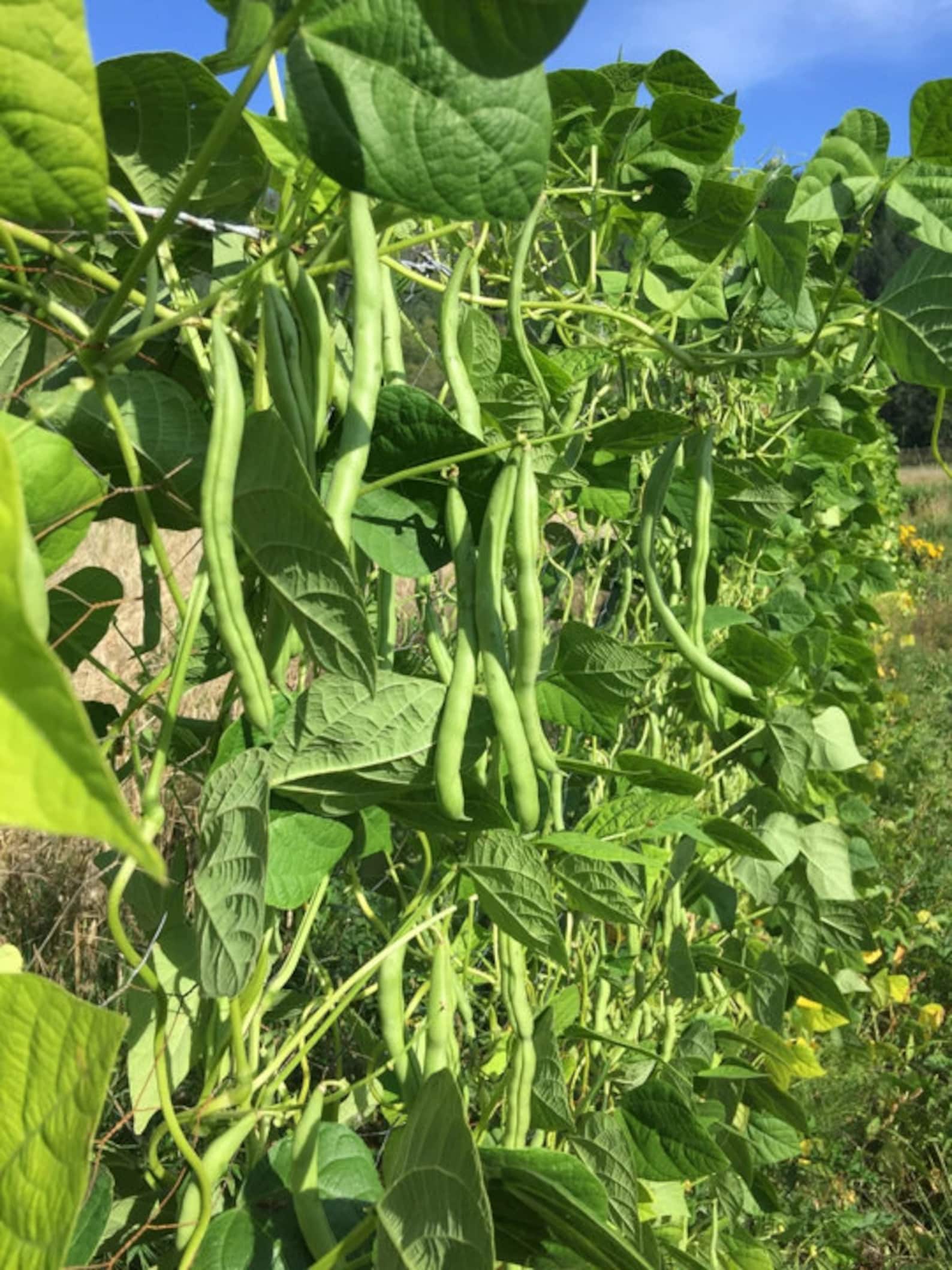 Blue Lake FM1K Green Bean Seeds pole Non GMO Stringless Etsy
