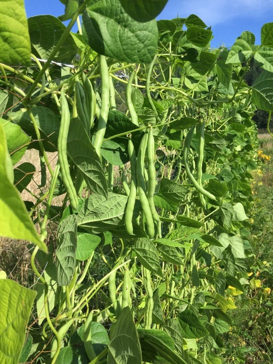 Blue Lake FM1K Green Bean Seeds pole Non GMO Stringless Etsy
