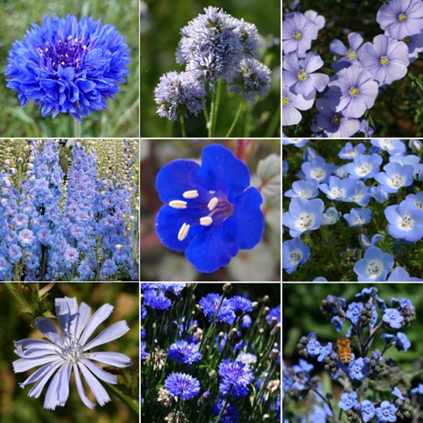 Mélange de 9 espèces de graines de fleurs sauvages bleues | Multi-variétés Baby Blue Eyes Lark Spur Bachelor Button Graines de fleurs sans OGM Saison 2024 Expédition rapide