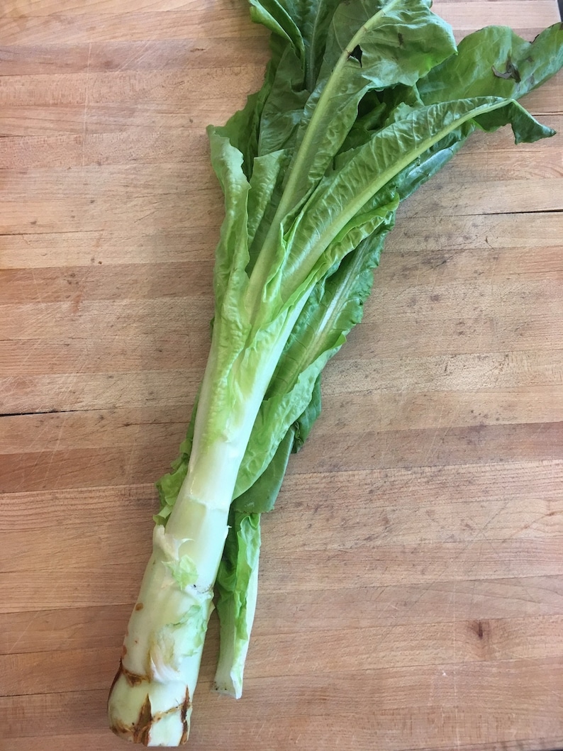 Celtuce Seeds asian Stem Lettuce Summer 38 Slow Bolting Etsy
