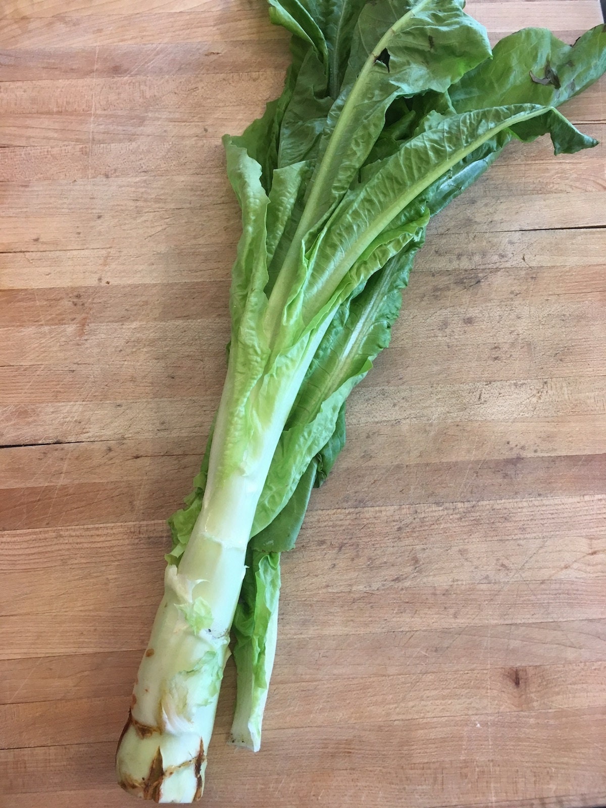 Celtuce Seeds Chinese Stem Lettuce 莴笋 油麦菜 Slow Bolting Etsy