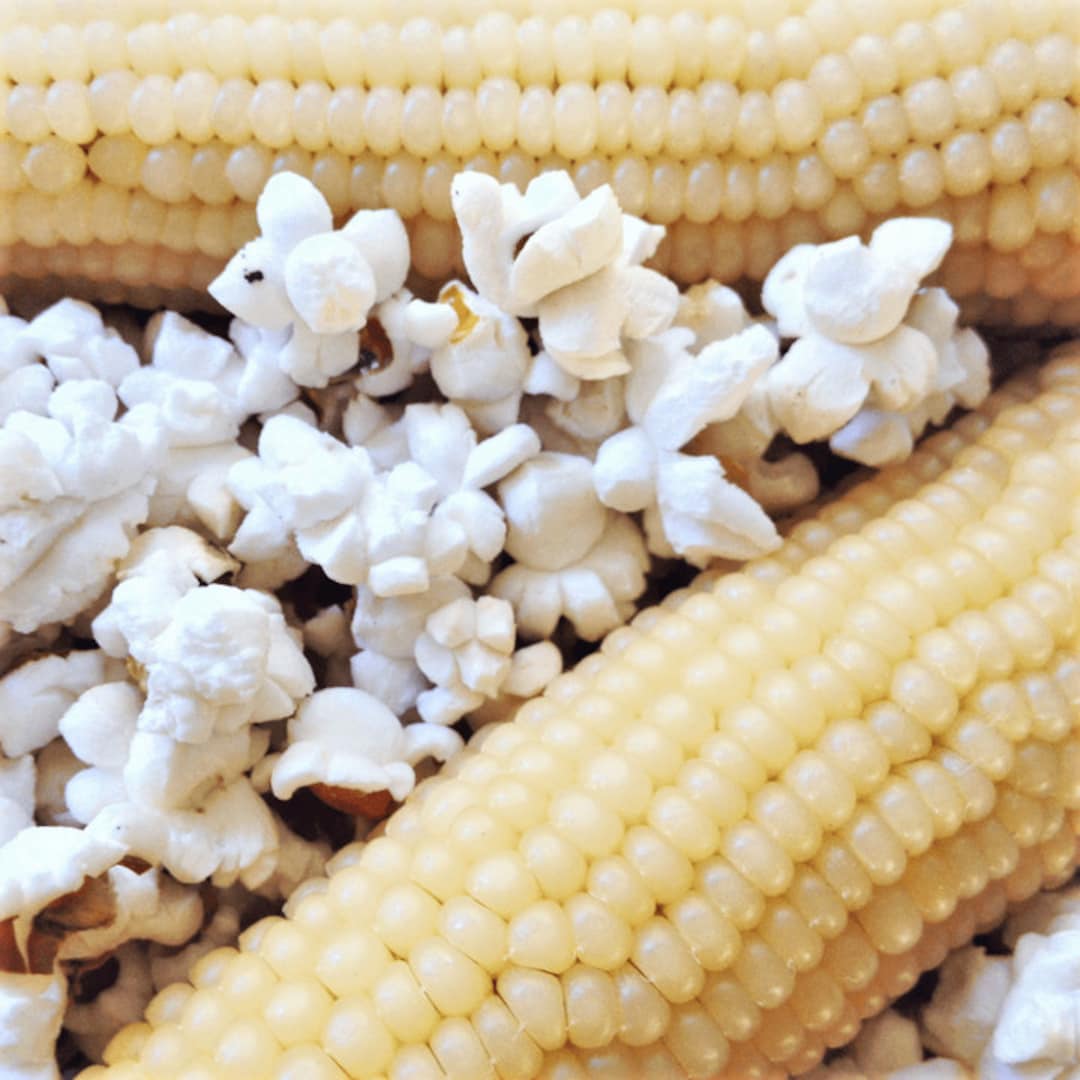 Japanese White Hulless Popcorn Seeds Popping Ornamental Corn Maize Native American Indian Calico