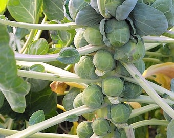 Long Island Brussels Sprout Seeds | Fall Garden German Brussel Sprouts Cabbage Winter Vegetable Seed Fresh For 2024 Season Fast Shipping