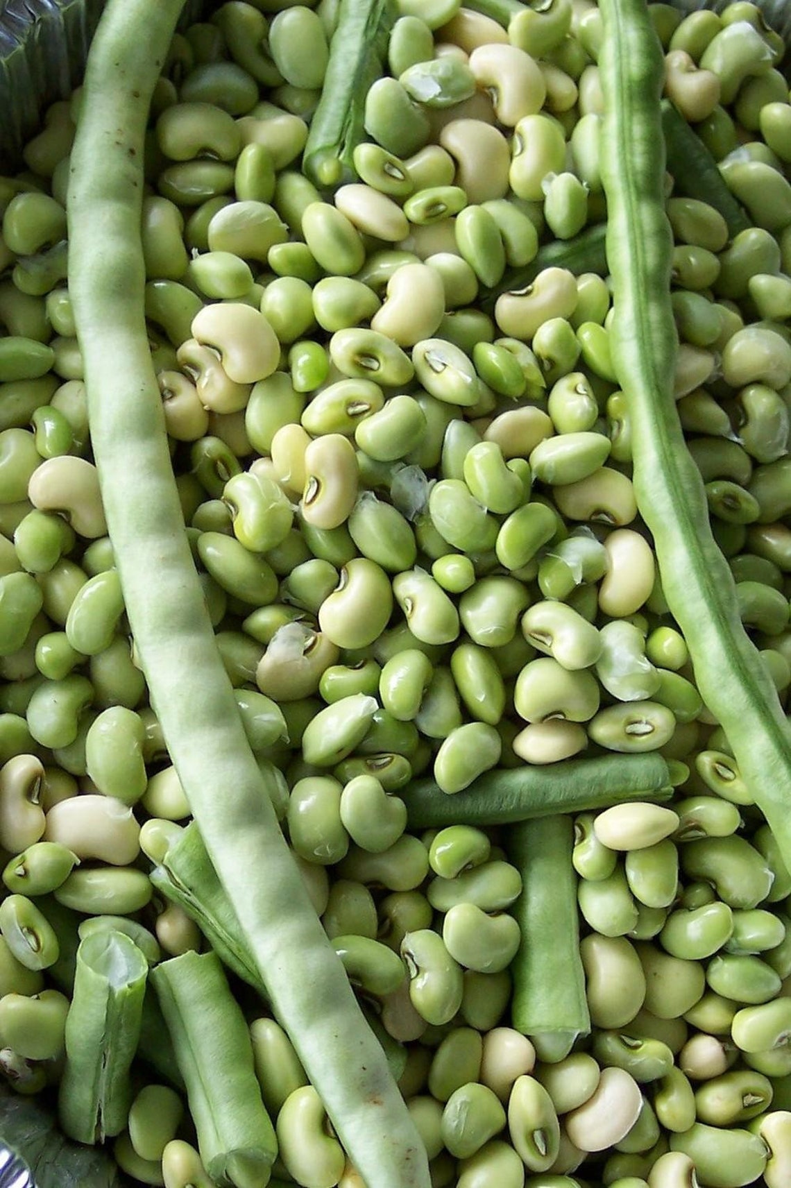 Texas Cream 40 Pea Cowpea Seeds Southern Field Cow Pea | Etsy