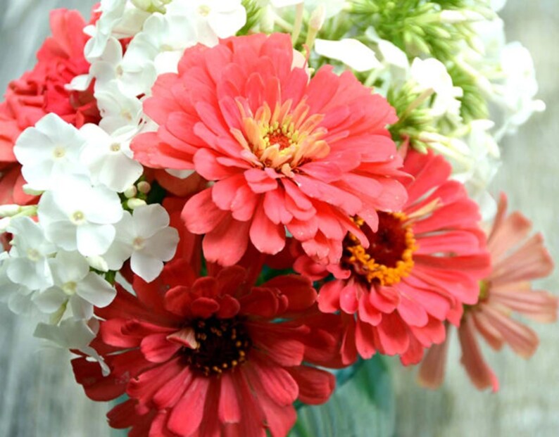 Coral Beauty Zinnia Seeds Non GMO Heirloom USA Garden Giant Etsy