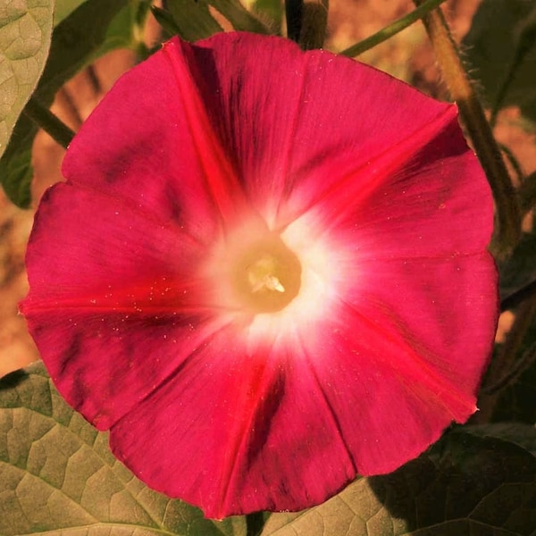 Scarlet O' Hara Morning Glory Seeds | Ipomoea nil Japanese Morning Glories Scarlett Red Flower Vine Seed For 2024 Season Fast Shipping