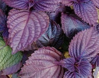 Purple Perilla (Shiso) Seeds | Aka Jiso Red Leaf Green Tia To KKaennip Basil Mint Herb Asian Vegetable Seed For 2024 Season Fast Shipping