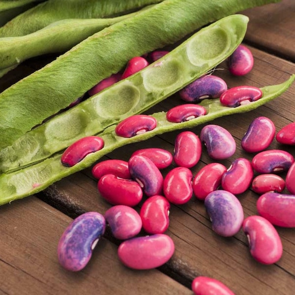 Scarlet Runner Bean Seeds (Pole) | Magic Pink Purple Beans Green Pods Vining Scarlet Red Flower Vegetable Seed For 2024 Season Fast Shipping