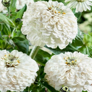 Polar Bear Zinnia Seeds | White Zinnia Elegans Giant Cut And Come Again Heat Tolerant Long Blooms Flower Seed For 2024 Season Fast Shipping